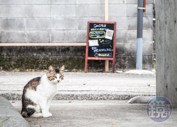 湯島上目前約有200多隻貓咪。