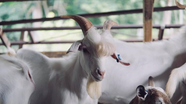 ▲▼馬來西亞最帥山羊。（圖／翻攝自FB／Muhammad Livestock Farm）