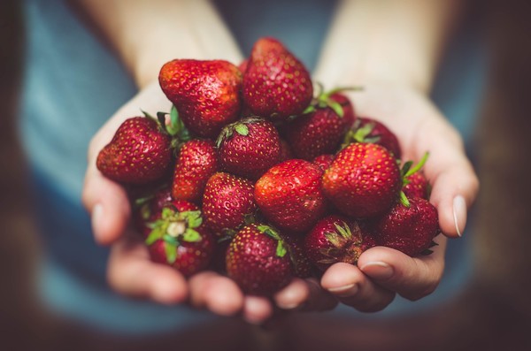 ▲▼採草莓。（示意圖／取自免費圖庫Pixabay）
