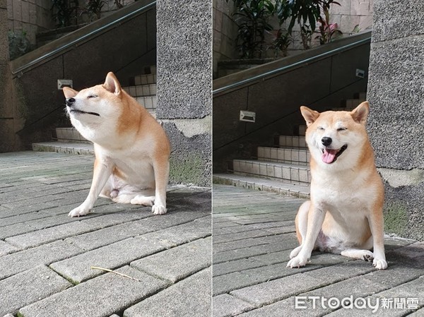 ▲柴犬妹妹車禍離世。（圖／臉書粉專「柴犬小公主妹妹之我有個超級愛我的把拔」授權提供）