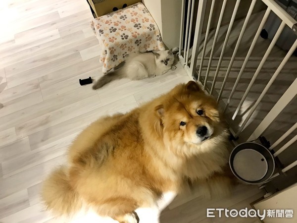 ▲鬆獅犬Polly和布偶貓Miumiu生活照。（圖／Polly寶莉&寶爸的幸福生活時光授權提供）