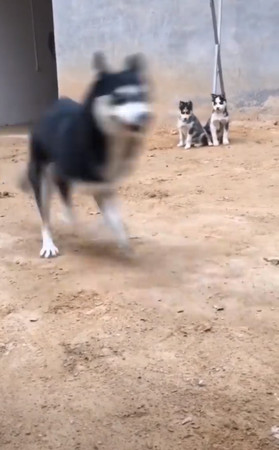 哈士奇開啟天兵模式，小月月看傻。（圖／翻攝自抖音APP用戶「2194989644」）