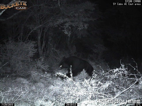 ▲▼黑熊監測通報系統，7月20日晚間發揮了作用，成功拍下台灣黑熊的影像並有效遏止台灣黑熊進入山屋。（圖／台東林管處提供，下同）