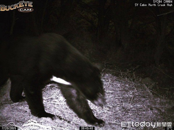 ▲▼黑熊監測通報系統，7月20日晚間發揮了作用，成功拍下台灣黑熊的影像並有效遏止台灣黑熊進入山屋。（圖／台東林管處提供，下同）