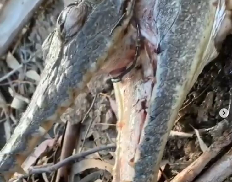 ▲▼澳洲男清河中垃圾意外發現鱷魚 慘遭剝皮丟棄。（圖／翻攝自IG／lodgie828）