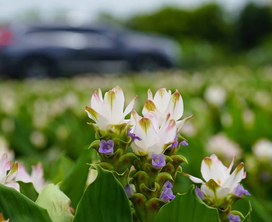 ▲彰化田中薑荷花海田,北斗鎮雞冠花海。（圖／網友范世麟提供，請勿隨意翻拍，以免侵權）