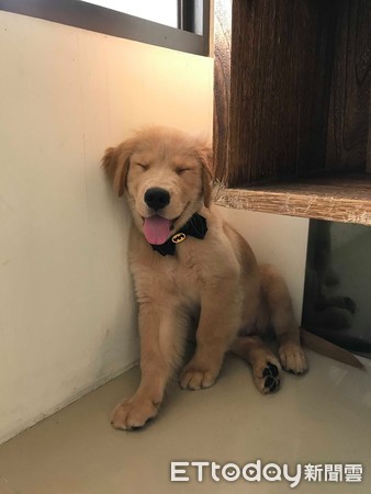 ▲黃金獵犬迪迪生活照。（圖／網友Maggie S Maggie授權提供）