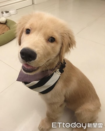▲黃金獵犬迪迪生活照。（圖／網友Maggie S Maggie授權提供）