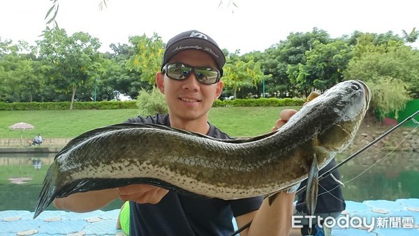 ▲▼釣魚達人吳奕霆在大里旱溪康橋，用路亞釣起綠鬣蜥。（圖／吳奕霆提供）