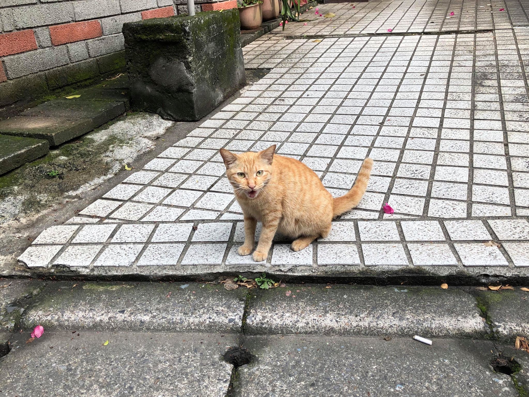 養貓能除鼠患 過來人指定養 浪貓 真的有用 連蟑螂蜘蛛都消滅 Ettoday房產雲 Ettoday新聞雲