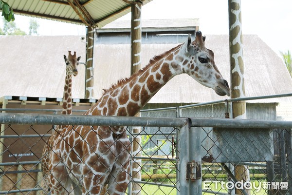 ▲台南學甲頑皮世界野生動物園，斥資2千萬從美國進口的一對長頸鹿，7月25日正式亮相，台南市長黃偉哲親自到場祝賀。（圖／記者林悅翻攝，下同）