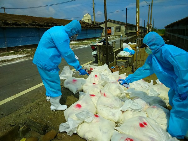 ▲大城鄉1處蛋中雞場爆發禽流感，撲殺7,756隻土雞。（圖／彰化動物防疫所提供）