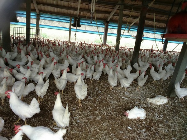 ▲大城鄉1處蛋中雞場爆發禽流感，撲殺7,756隻土雞。（圖／彰化動物防疫所提供）