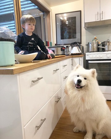 （圖／翻攝自IG／kimba_and_kafka_samoyed）