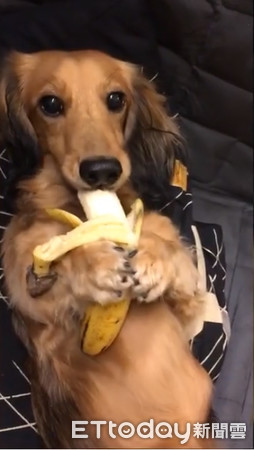 臘腸狗吃香蕉。（圖／粉絲專頁「歐巴桑波妞醬」提供）