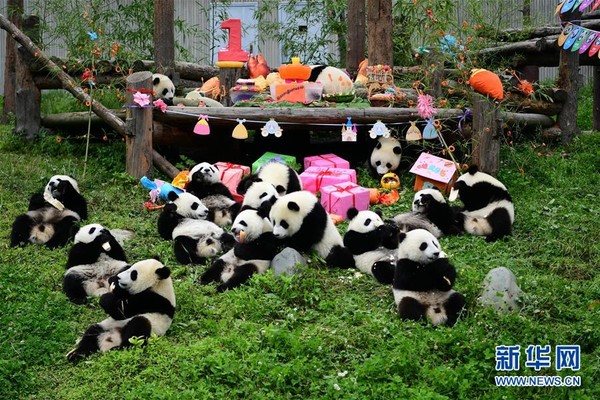 ▲四川臥龍大熊貓保育中心替2018年出生的18隻貓熊寶寶慶生。（圖／翻攝新華網）