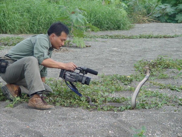 林青峰在台北市立動物園期間，做過不少蛇類相關的研究。圖為他在高屏溪拍攝眼鏡蛇。（林青峰提供）