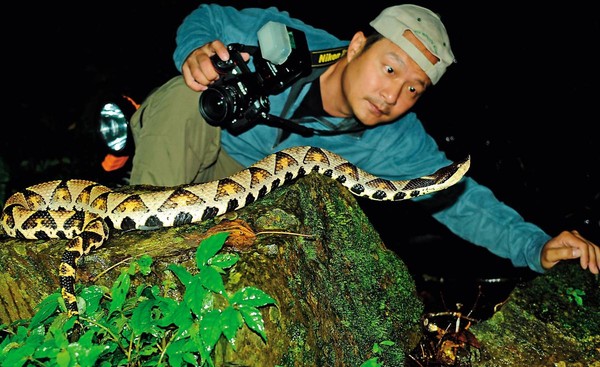 林青峰自幼愛蛇，在台北市立動物園任職期間，也擔任蛇類研究人員。圖為在北橫公路山區觀察百步蛇。（林青峰提供）