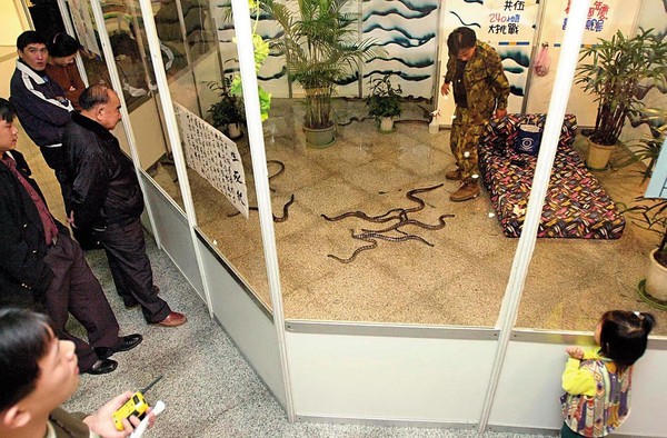 林青峰參加「與蛇共伍240小時」活動。他在玻璃屋裡接受注視，原為賺取獎金，卻意外成為進入台北市立動物園的契機。（聯合知識庫）