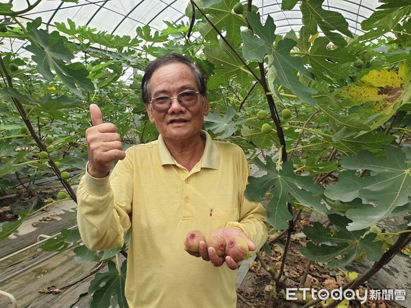 ▲屏東縣崁頂鄉農友郭財明目前是無花果達人。         （圖／記者陳崑福翻攝）