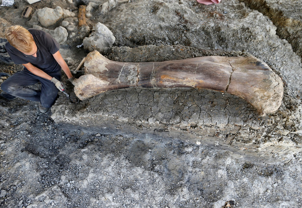 ▲考古學家在昂雅克沙朗特鎮（Angeac-Charente）挖出2米長且重達半噸的恐龍大腿骨。（圖／美聯社）