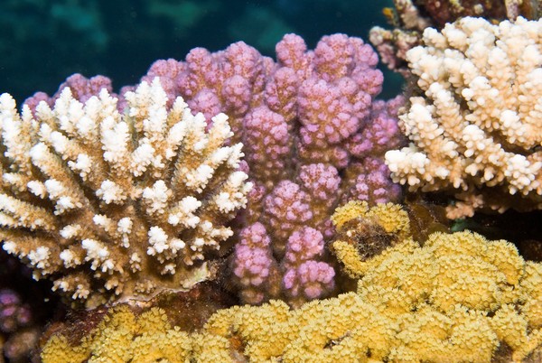 ▲珊瑚。（示意圖／達志影像）