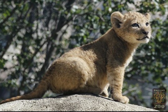 ▲▼辛巴本尊是美國達拉斯動物園的小獅子。（圖／翻攝自IG@dallaszoo）