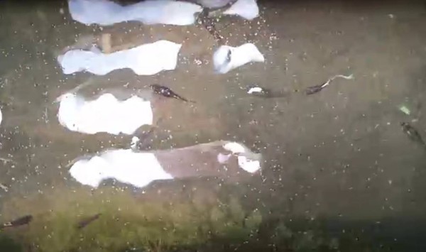 ▲彰化縣警局前的水溝內有上萬尾的孔雀魚。（圖／記者唐詠絮翻攝）