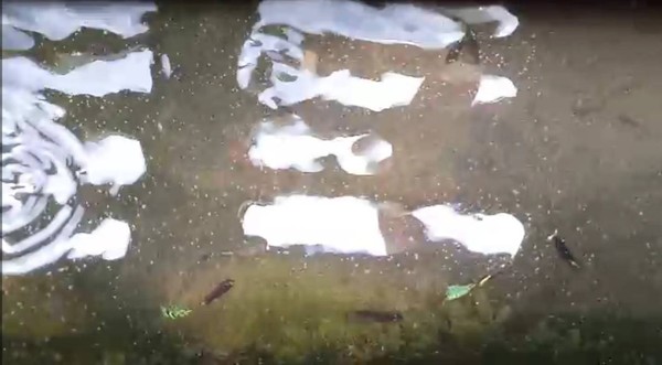 ▲彰化縣警局前的水溝內有上萬尾的孔雀魚。（圖／記者唐詠絮翻攝）