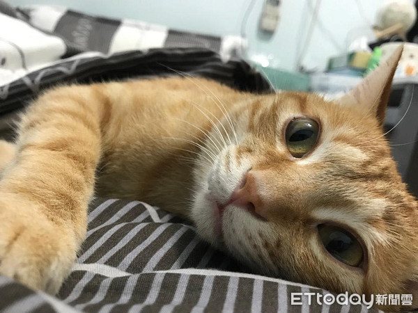 ▲▼折手睡覺被煩醒！　貓皇眼神死「嘆氣掩面」：朕做了錯什麼...。（圖／網友徐子恩授權提供）