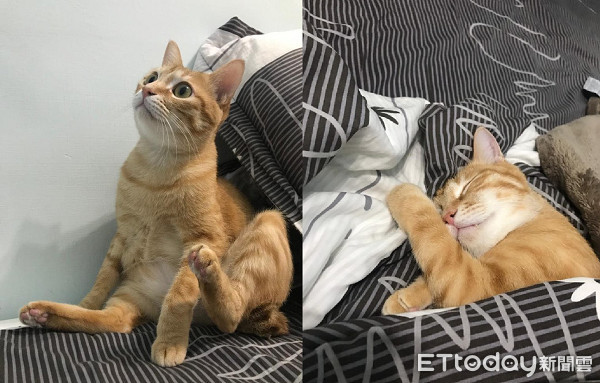 ▲▼折手睡覺被煩醒！　貓皇眼神死「嘆氣掩面」：朕做了錯什麼...。（圖／網友徐子恩授權提供）