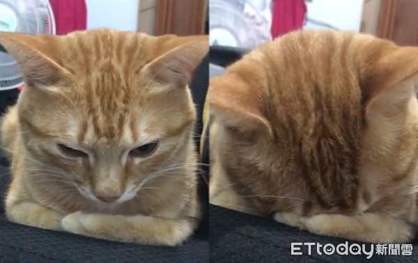 ▲▼折手睡覺被煩醒！　貓皇眼神死「嘆氣掩面」：朕做了錯什麼...。（圖／網友徐子恩授權提供）