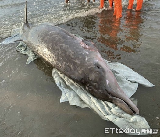 ▲重達700公斤的柏氏中喙鯨擱淺在桃園觀音海水浴場。（圖／海巡署提供）