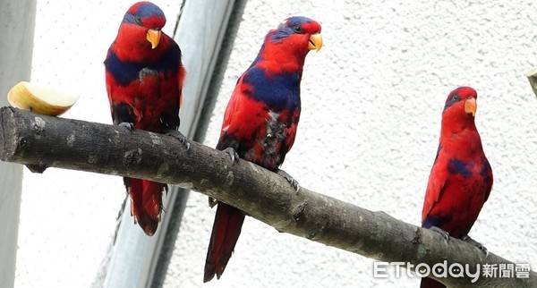 ▲「紅藍吸蜜鸚鵡」走私變動物園新寵！入住豪華公寓還偷吃鄰居食物。（圖／臺北市立動物園提供）