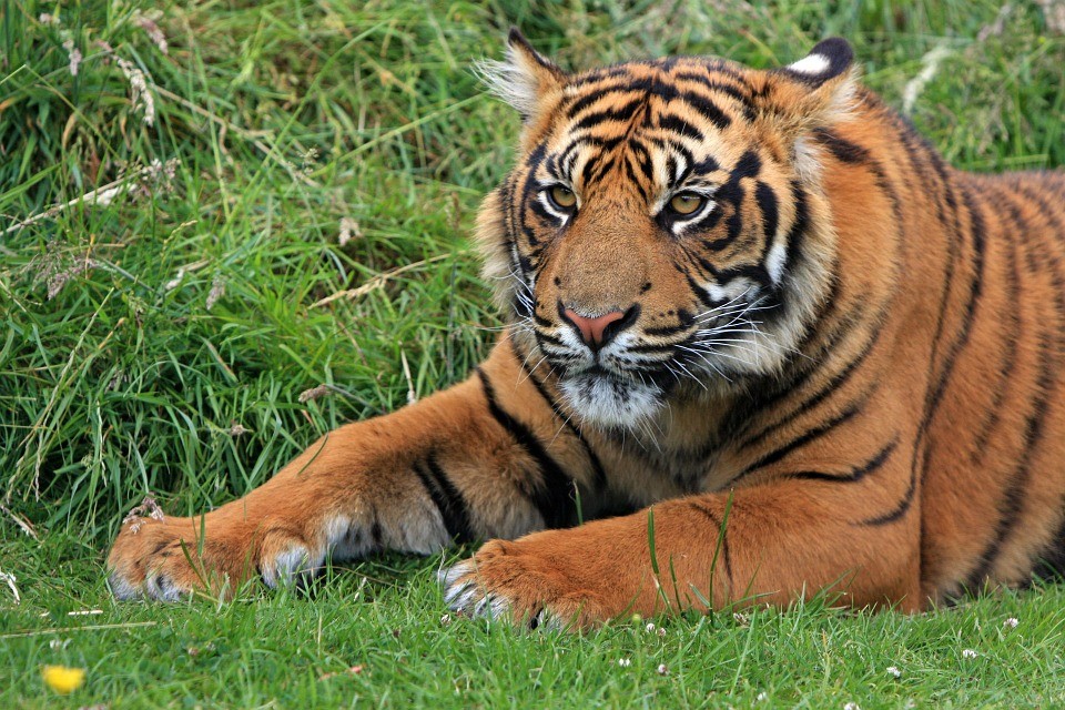▲老虎長期被獵殺，現在總算有數目增長的跡象。（圖／取自pixabay）
