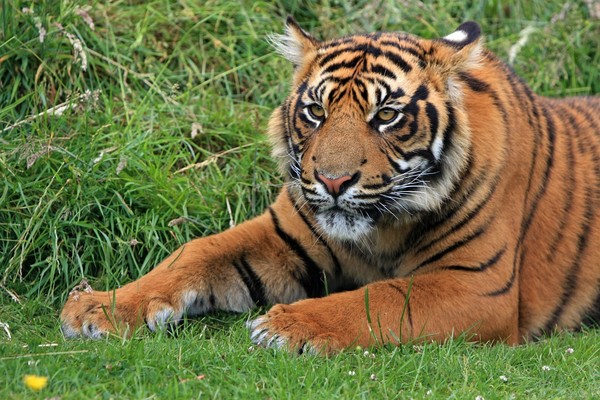 ▲老虎長期被獵殺，現在總算有數目增長的跡象。（圖／取自pixabay）