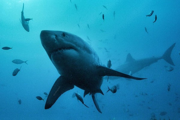 ▲安迪卡薩格蘭是鯊魚專家。（圖／翻攝自安迪卡薩格蘭IG）