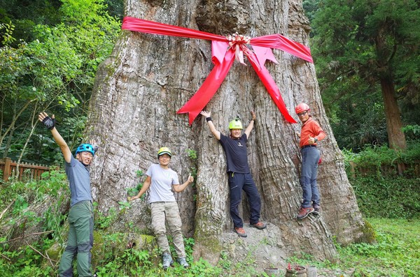 ▲▼世界第一高樟樹。（圖／找樹的人-Taiwan champion trees提供，請勿隨意翻拍，以免侵權。）