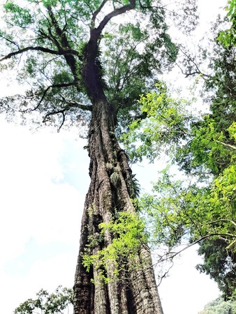 ▲▼世界第一高樟樹。（圖／找樹的人-Taiwan champion trees提供，請勿隨意翻拍，以免侵權。）
