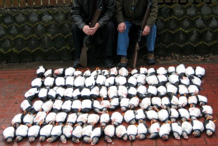 ▲▼血腥打獵挑戰！1次射殺百隻海鸚　當戰利品帶回家。（圖／翻攝自Ban Trophy Hunting）