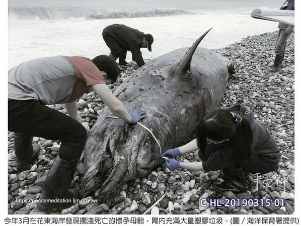 ▲今年3月在花東海岸發現擱淺死亡的懷孕母鯨，胃內充滿大量塑膠垃圾。(圖／海洋保育署提供) 