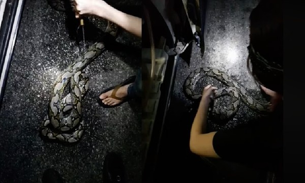 4公尺蟒蛇誤闖都市水溝　遇捕蛇高手嚇到「自己咬自己」。（圖／翻攝自Facebook／8world News）