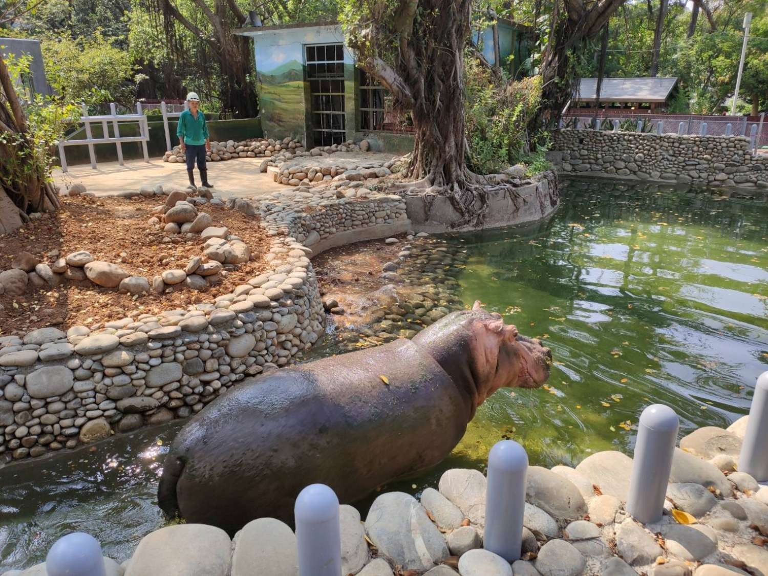 牠的便便不一樣 新竹市動物園掀 河馬便便 蒐集熱 Ettoday地方新聞 Ettoday新聞雲