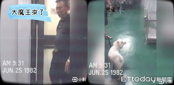 ▲▼ 還不想進去！汪躺在門外黏地賴皮　「大魔王來了」秒起身進籠。（圖／有點毛毛的／網友乃慧提供）