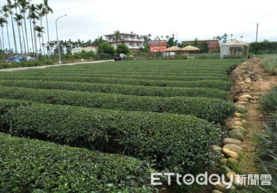 茶葉每斤貴200元！茶農吸收原物料上漲維持售價　曝難給折扣心聲