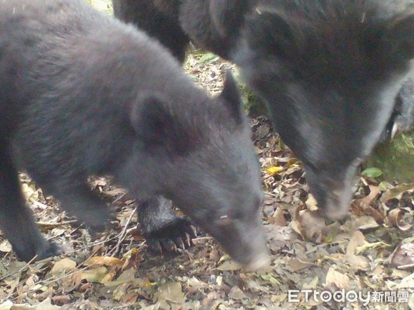 ▲▼花蓮林管處架設紅外線自動照相機拍攝到母熊帶小熊的畫面。 （圖／花蓮林管處提供，下同）