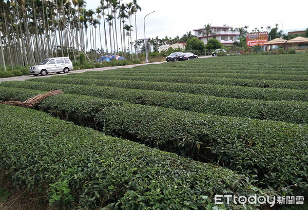 ▲▼飲茶文化，茶樹，茶園，茶葉。（圖／ETtoday資料照）