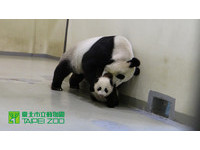 圓仔110日齡大，體重7091公克，活潑愛趴趴走，媽媽圓圓快管不動了。（圖／台北市立動物園）