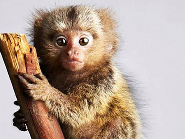 世上最小猴子「倭狨」连17公分都没有 | 键盘大