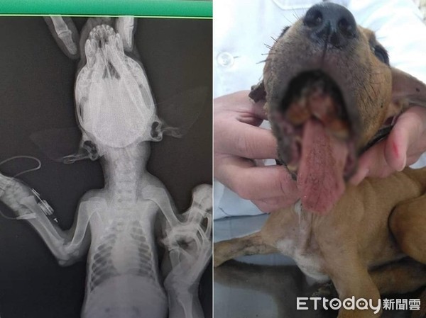 [新聞] 台南幼犬遭虐打「上下顎全斷、頭部見骨」